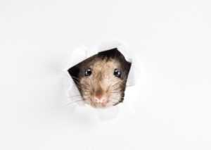 Rats on the Move Across Mid-Atlantic States: Why Rain Sends Pests Indoors
