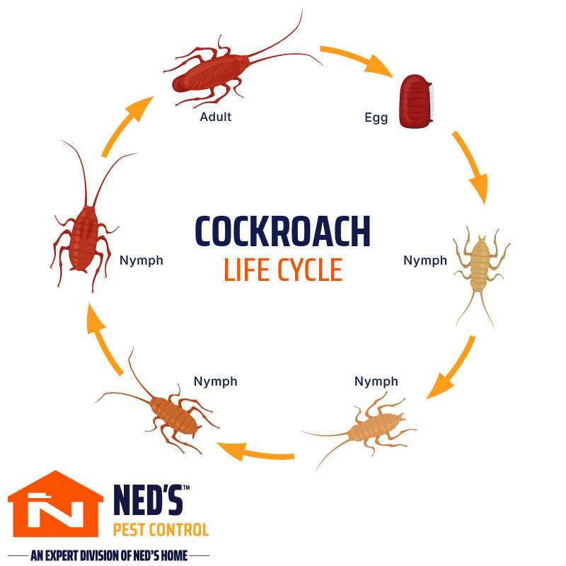 Unmasking Cockroach Growth: Eggs, Nymphs & Adults