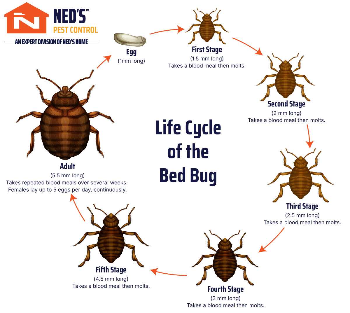 Bed Bug Life Cycle