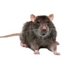 rodent control