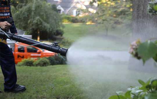 Shrub and tree care Maryland