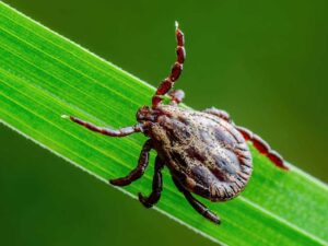 close up of tick on grass blade