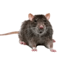 North Carolina rat & mice removal