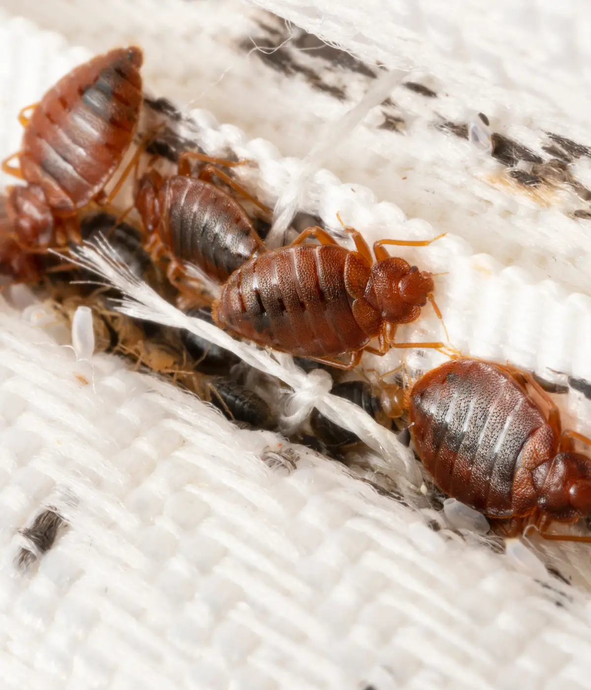 Bed bugs clustered in a mattress seam, a common early sign of infestation
