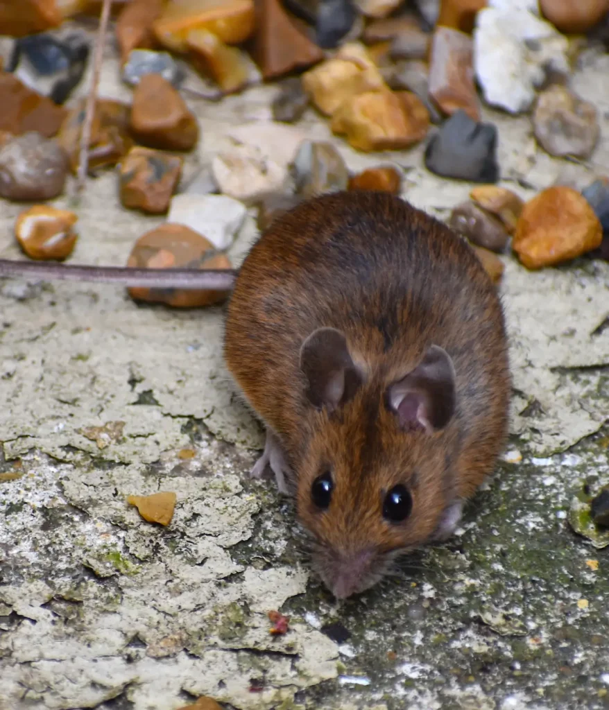 Pest Control Connecticut