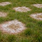 Snow mold on lawn in spring showing circular gray patches in grass