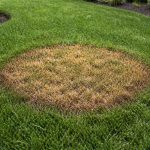Brown patch lawn disease showing circular yellow patches in grass
