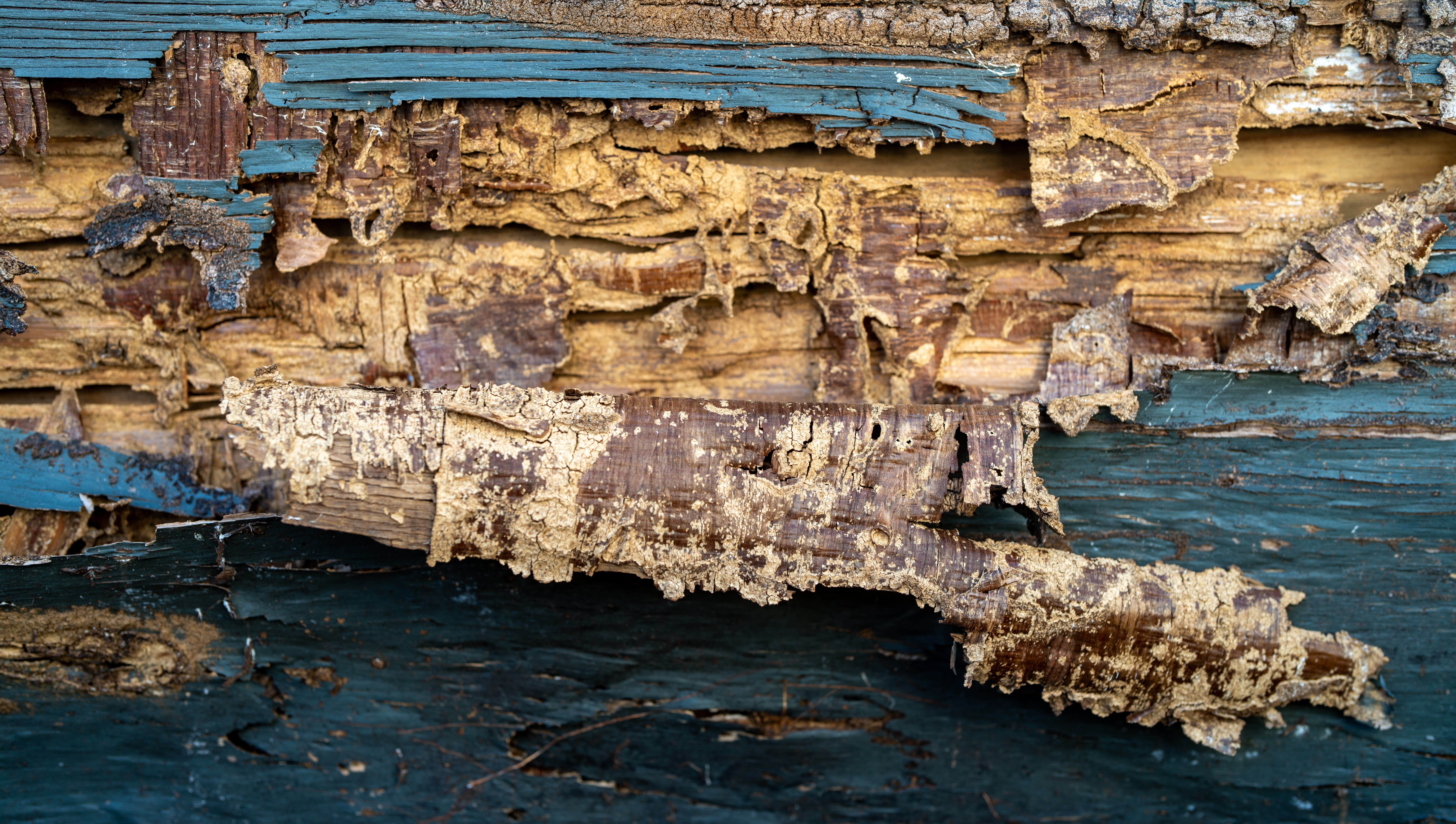 Wood eating insect damage