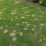 Dollar spot lawn disease with bleached grass circles on turf