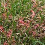 Red thread lawn fungus with pink threads on grass blades
