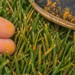Rust disease orange powder coating on grass blades