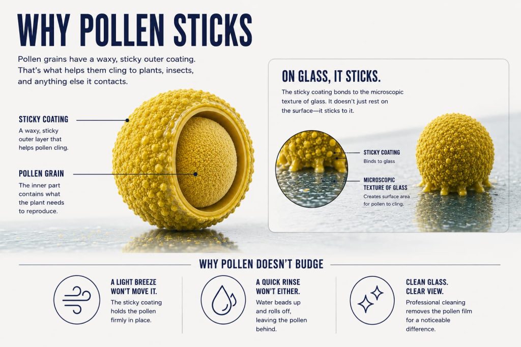 Infographic explaining how pollen sticks to windows and forms a film on glass surfaces
