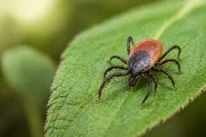 Close up of tick on green leaf