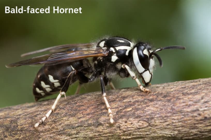 Close-up of a bald-faced hornet perched on a tree branch. The hornet has a black body with distinctive white markings on its face, thorax, and abdomen.