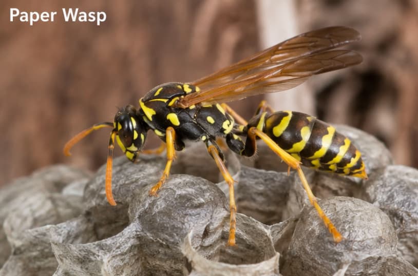 Close-up of a paper wasp standing on an exposed paper nest. The wasp has a slender body, long orange legs, and yellow-and-black markings, with open hexagonal nest cells visible beneath it.