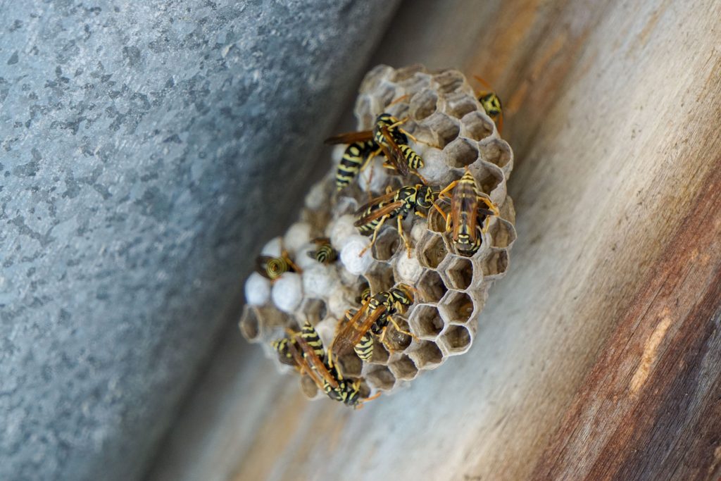 Wasps and wasp nest on home