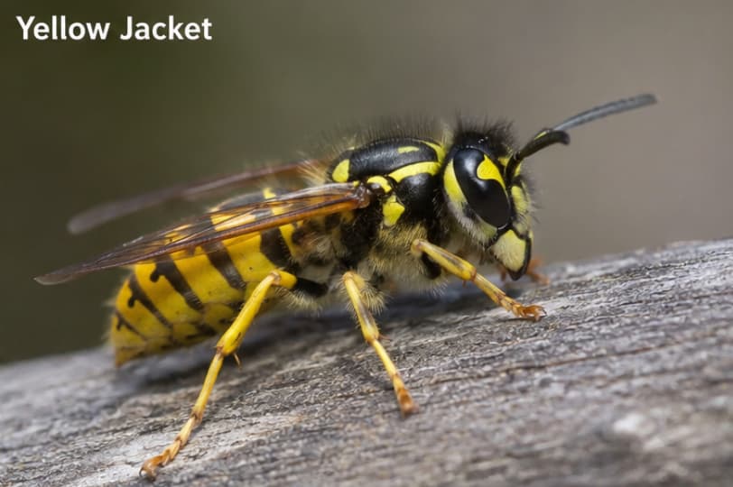 Macro image of a yellow jacket resting on weathered wood. The insect has a compact body with bold black-and-yellow stripes, short legs, and folded wings.