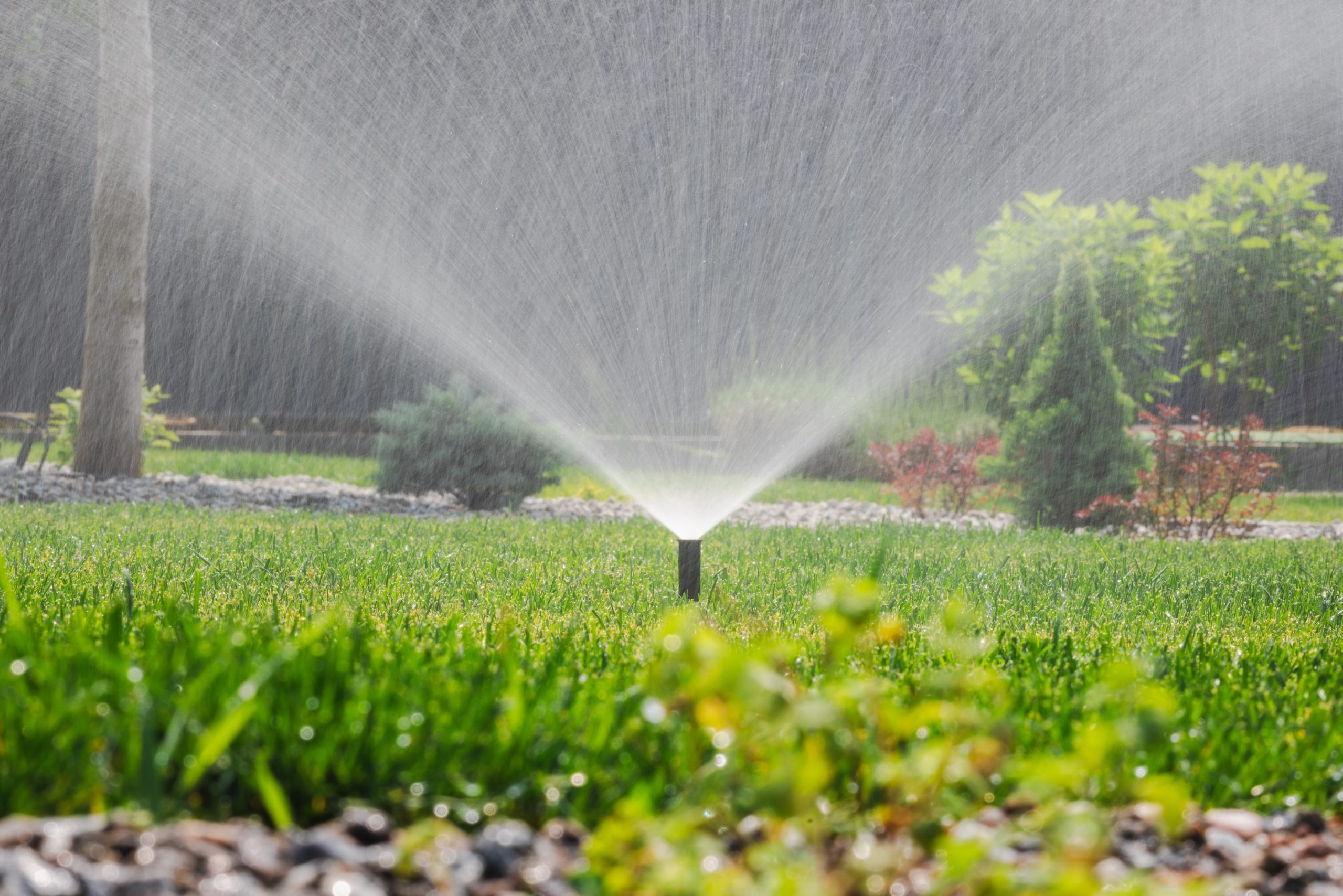 Automated sprinkler system watering a green residential lawn in summer