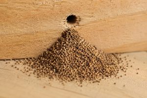 Termite frass, small pellet-shaped droppings, piled below an exit hole in infested wood