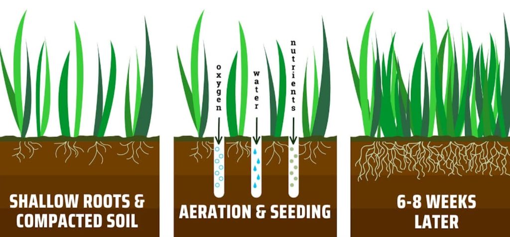 Diagram showing lawn progression from shallow roots and compacted soil, through aeration and seeding, to thicker turf and deeper roots 6 to 8 weeks later.