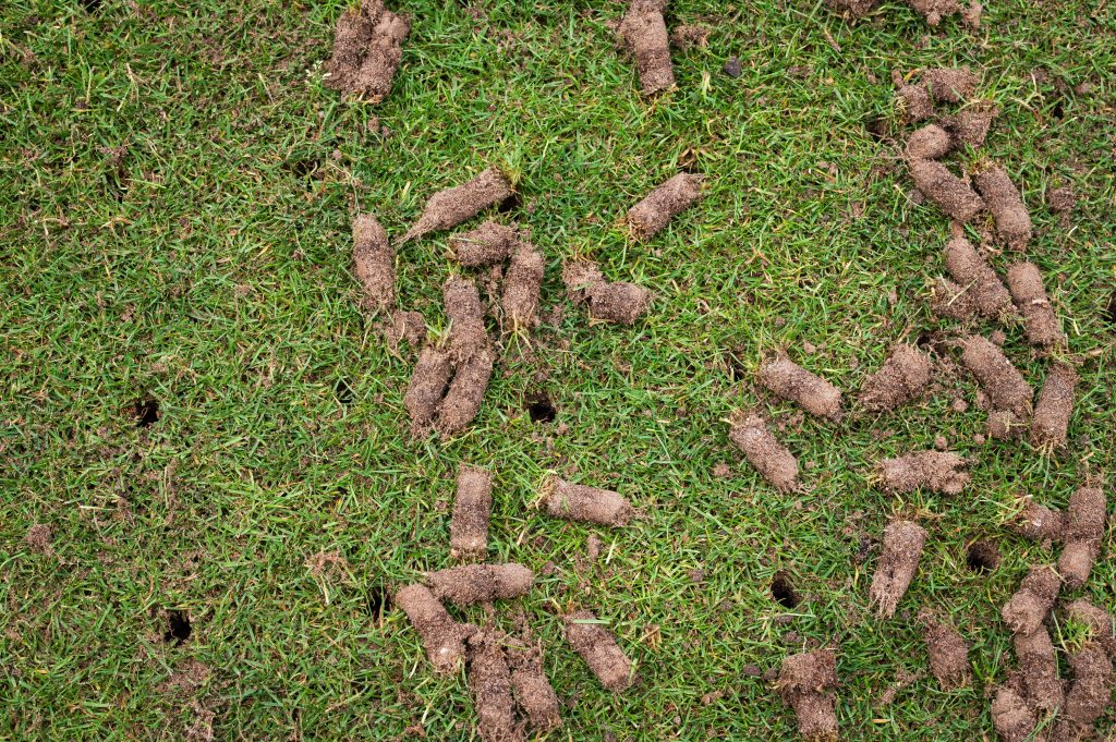 Core aeration plugs pulled from a lawn, showing soil holes that help relieve compaction and prepare for overseeding