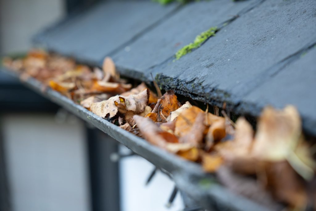 Fall leaves packed into a home's gutter before a fall gutter cleaning