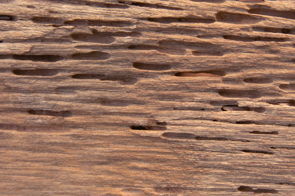 Wood riddled with termite damage and exit holes, one of the clearest signs of termites