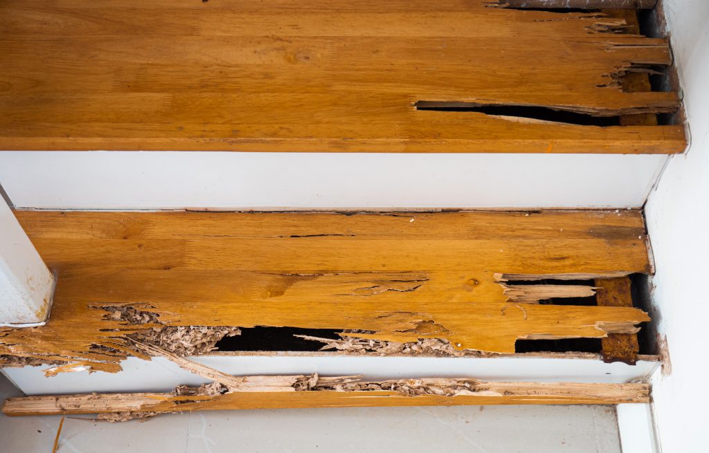 Termite damage on a wooden staircase tread, a sign of termites often found on stairs and floors