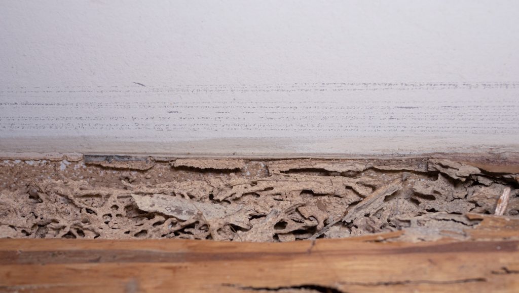 Termite gallery damage exposed behind a baseboard, showing extensive tunneling, a key sign of termites