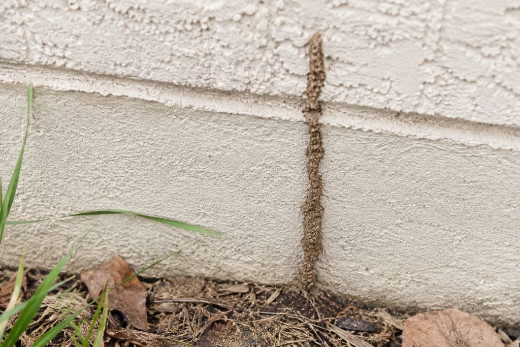 Termite mud tube running along a home's foundation wall, an early warning sign of subterranean termites