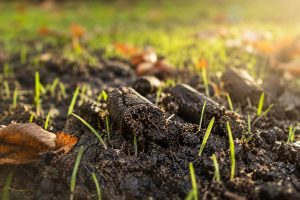 New grass seedlings emerging through moist soil with aeration plugs nearby, supporting lawn aftercare after aeration and overseeding