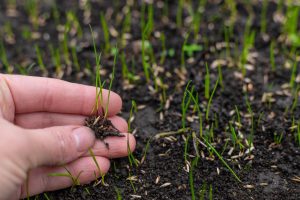 Young grass seedlings with shallow roots held in a hand above newly seeded soil