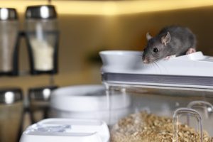 A gray mouse perched on the lid of a sealed plastic food storage container in a kitchen pantry.