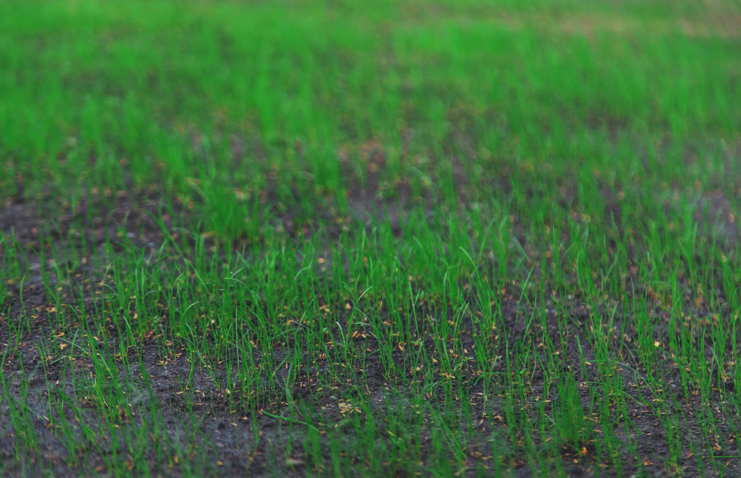 Young grass seedlings with shallow roots held in a hand above newly seeded soil