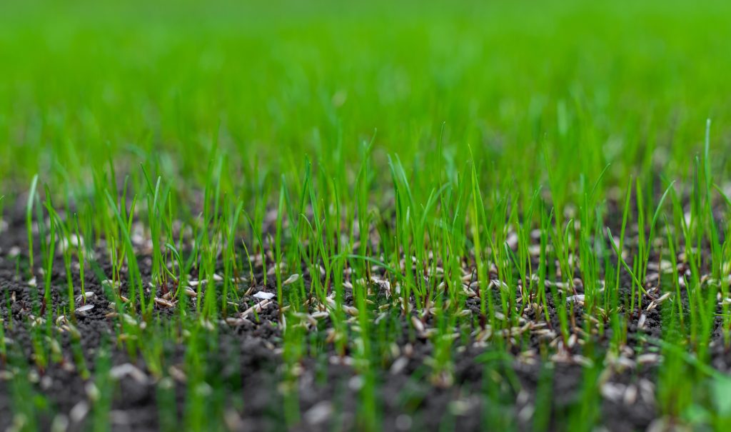New grass seedlings emerging from soil with grass seed still visible on the surface