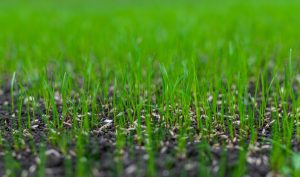 New grass seedlings emerging from soil with grass seed still visible on the surface
