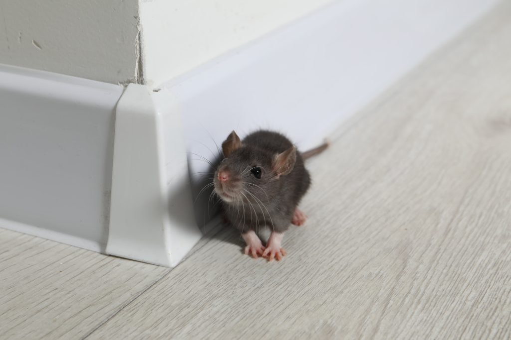 A small gray mouse sitting on a light wood floor next to a white baseboard corner inside a home.